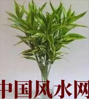 楚雄十二生肖养什么植物最旺财运？你知道吗！